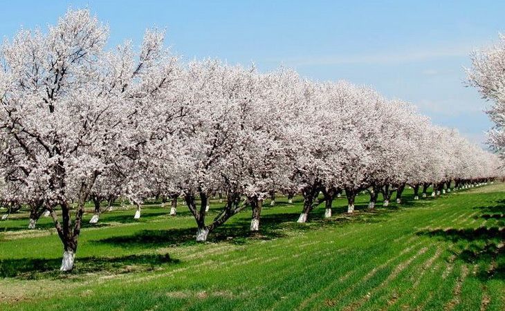 Экскурсионные туры в Узбекистан — путешествие по древним городам и восточной сказке