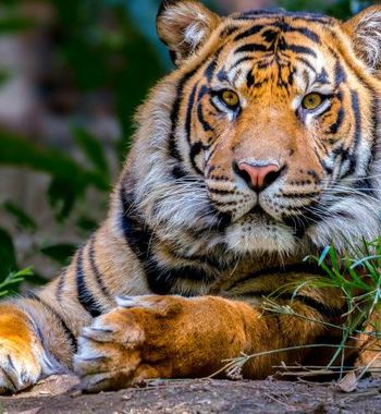 Походда хавфли учрашувлар — хавфсизлик бўйича тўлиқ қўлланма