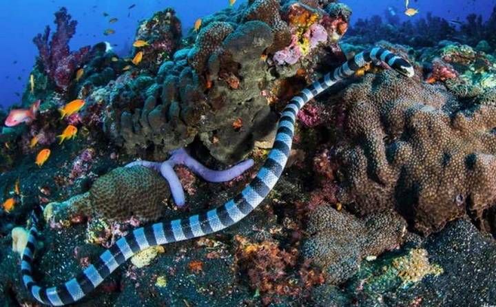 Ядовитые животные морей и океанов Ядовитые животные морей и океанов