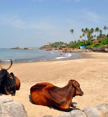Гоада дам олиш — Ҳиндистоннинг ҳайратланарли гўшаси