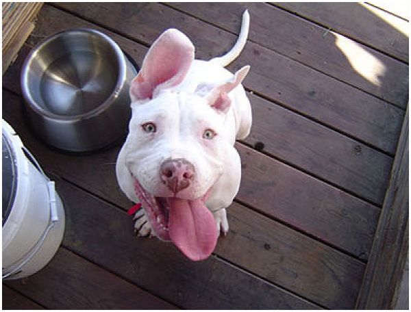 Ўзбекистонлик туристлар учун ҳайвонлар билан дам олиш